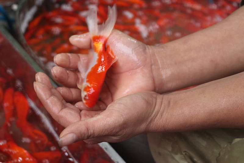 Hành động thả cá phóng sanh thể hiện điều gì?