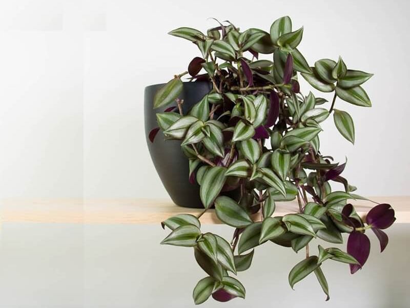 Thài lài tía đem lại nhiều giá trị về cảnh quan lẫn sức khỏe