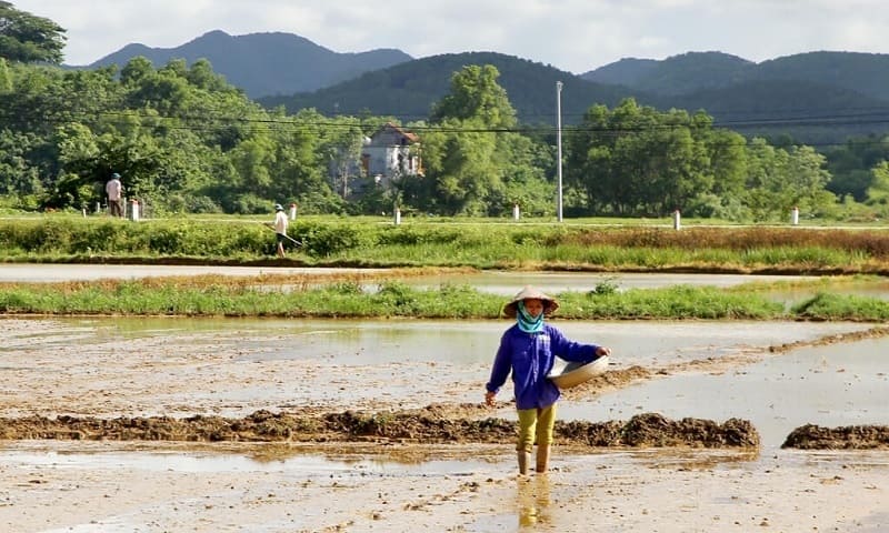 Việc lựa chọn giống cây trồng phù hợp với khí hậu và đất đai
