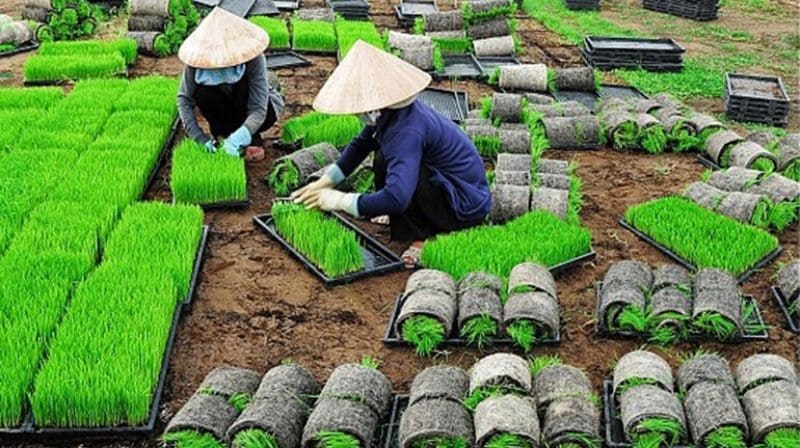 Tiết khí mang chủng là thời điểm cây lúa bắt đầu trổ bông, báo hiệu một vụ mùa bội thu