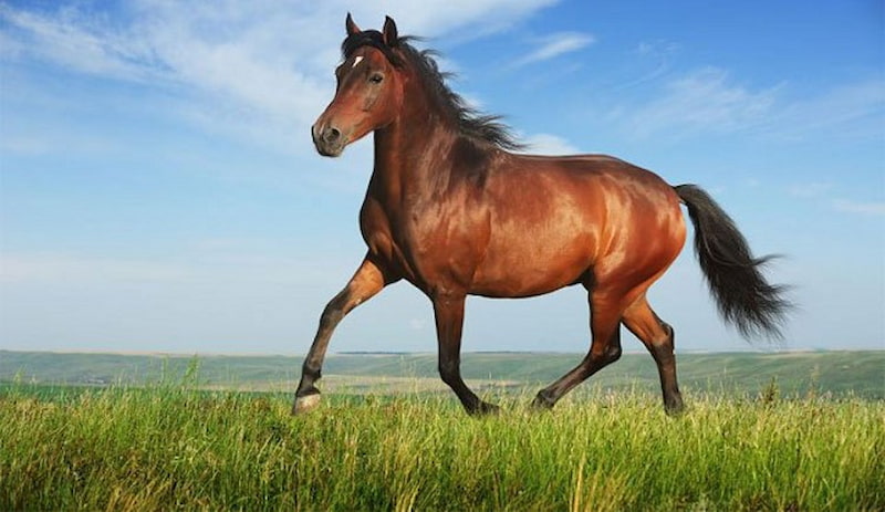 Công việc hợp với người sinh năm Canh Ngọ 1990