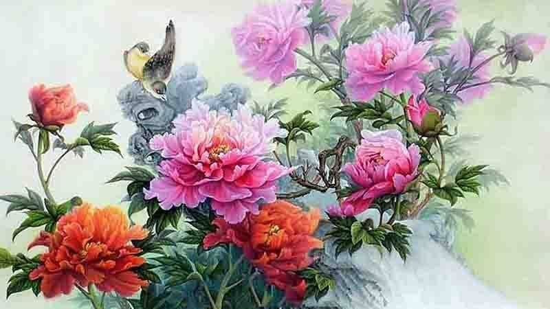 Mẫu về hoa mẫu đơn