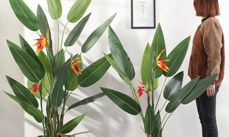 Trồng và chăm sóc cây thiên điểu tại gia