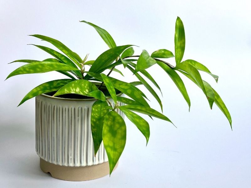 Đặc điểm, hình thái của loài cây Trúc Nhật