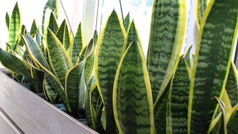 Cây lưỡi hổ rất hợp cho người tuổi Giáp Ngọ