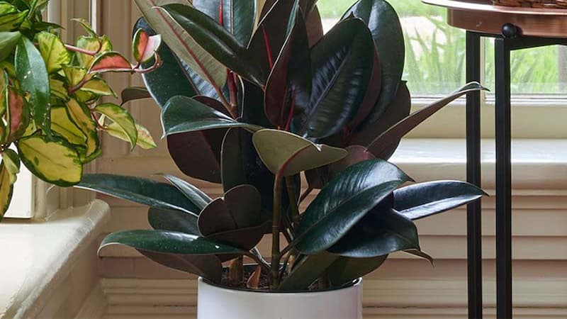 Cây đa búp đỏ tốt cho người mệnh Hỏa tuổi Bính Ngọ