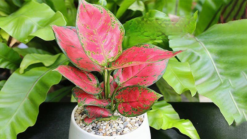 Cây vạn lộc mang lại may mắn, tiền bạc, công danh cho tuổi Canh Ngọ