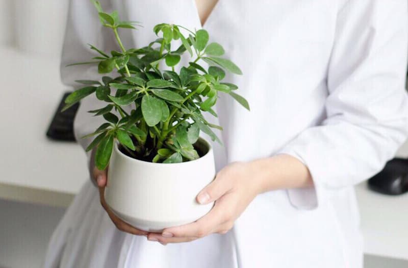 Trồng cây giúp đem lại tài lộc, may mắn cho người tuổi Ngọ