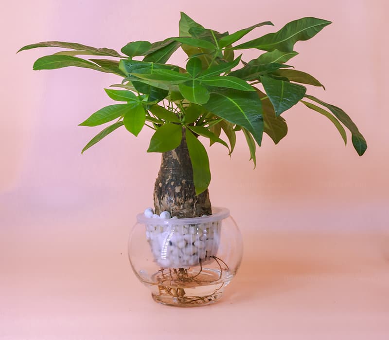 Trồng cây kim ngân rất tốt cho người tuổi Bính Ngọ