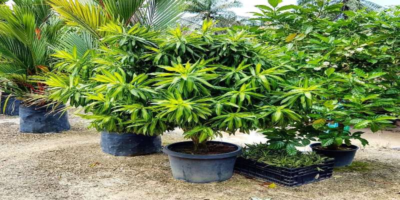 Cây trúc bách hợp phù hợp với người sinh năm Giáp Thân