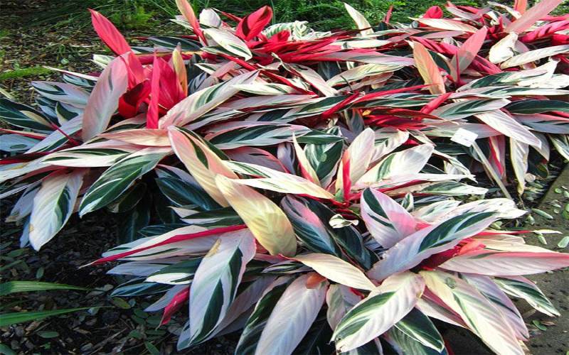 Người sinh năm Bính Thân có thể lựa chọn cây hợp mệnh Mộc và Hòa