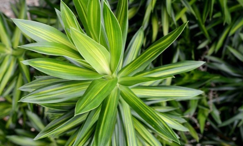 Vẻ đẹp của cây Trúc Bạc Nhật