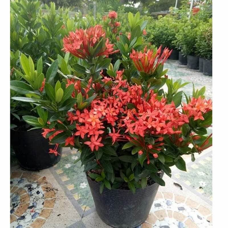 Cây có khả năng tạo ra năng lượng tích cực giúp cân bằng âm dương