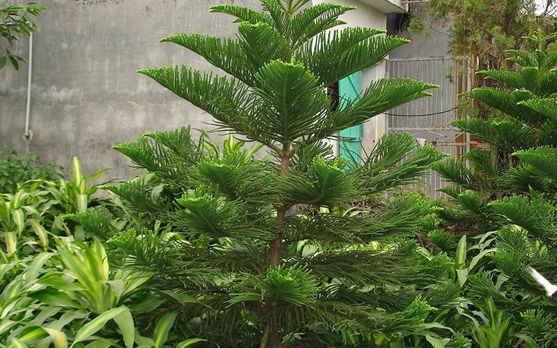 Cây tùng bách tán