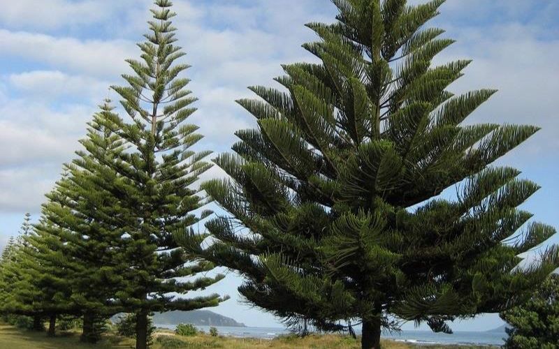 Ý Nghĩa cây tùng bách tán