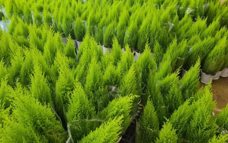 Ý nghĩa cây tùng thơm