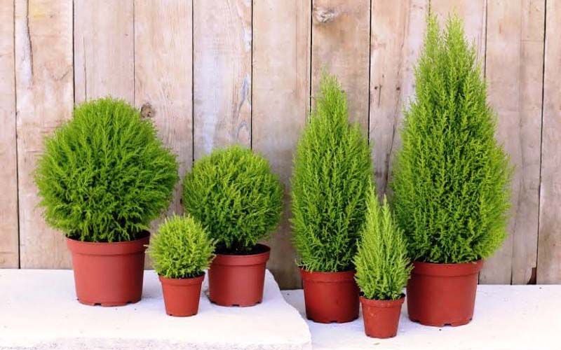 Cách bày trí cây tùng hợp phong thủy ngôi nhà