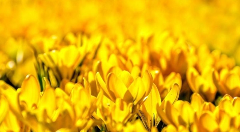 Ý nghĩa màu vàng tượng trưng cho những điều gì?