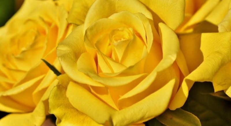 Tại sao nhiều người yêu thích sử dụng màu vàng?