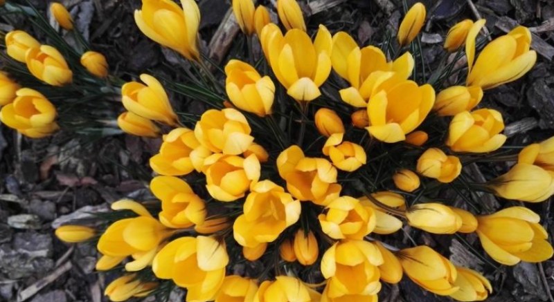 Cách sử dụng màu vàng vào trong đời sống