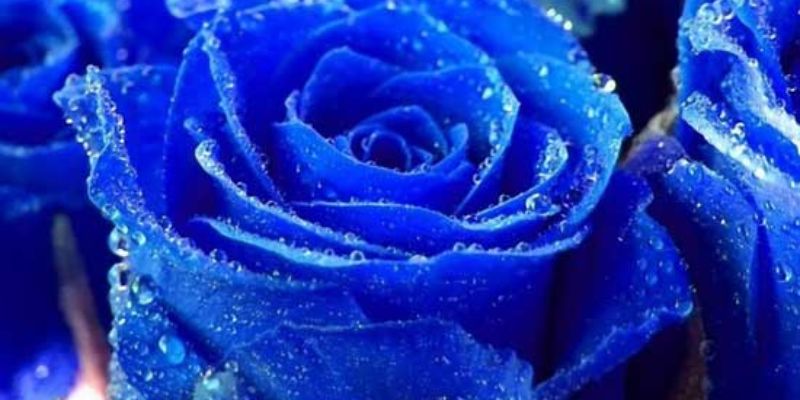 Màu xanh dương trong tình yêu có ý nghĩa như thế nào?