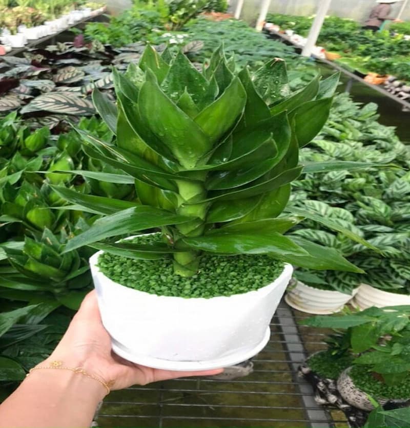 Cây phát tài búp sen tượng trưng cho sự phát đạt và tài lộc