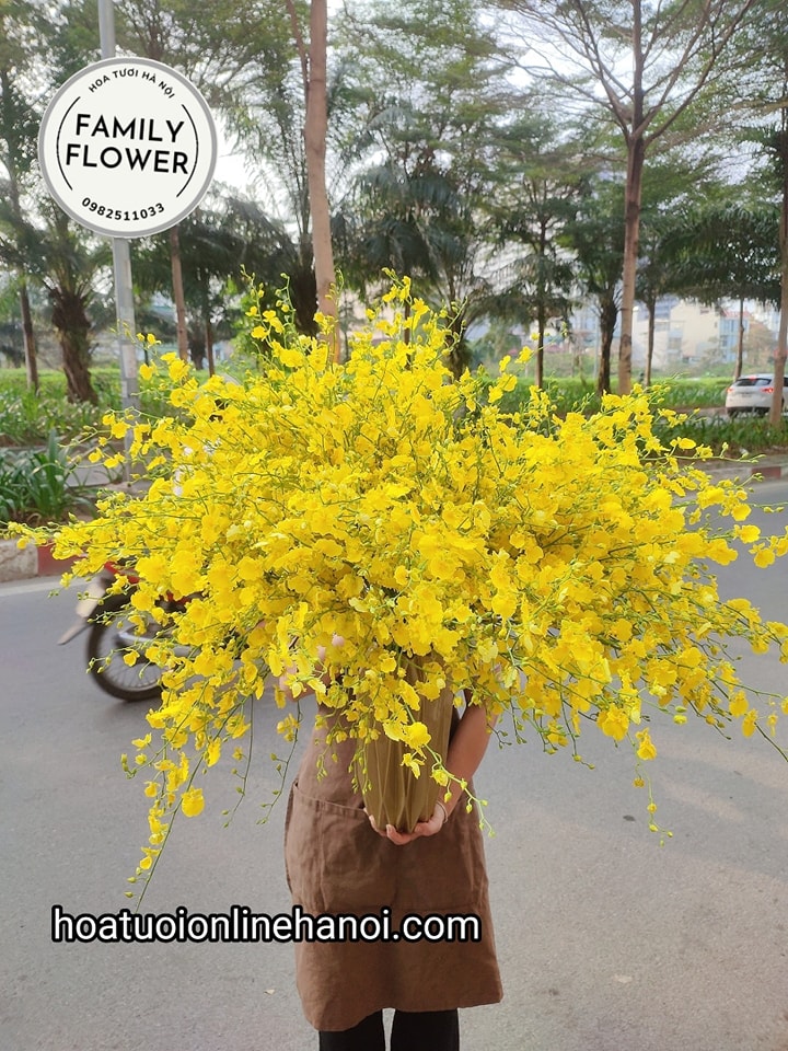 bình hoa lan vũ nữ đẹp tại hà nội