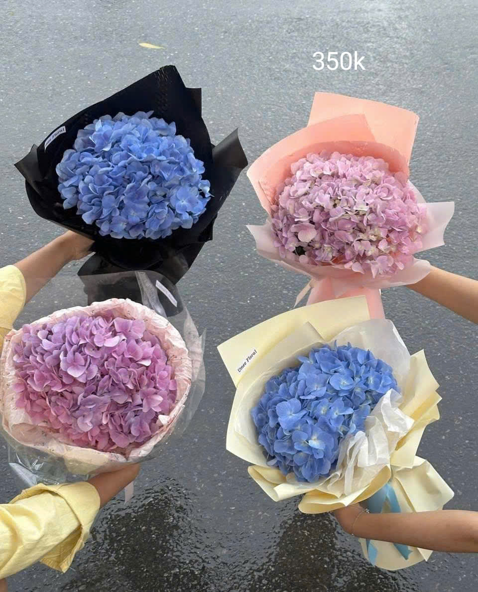 Những mẫu hoa cẩm tú cầu cho ngày Quốc tế phụ nữ 8/3 tại Cầu giấy, Ba Đình Hà Nội ! Hoa cẩm tú cầu đẹp ! Mua hoa online Hà Nội