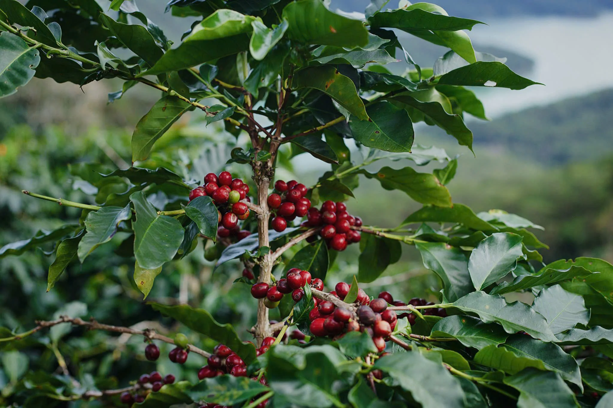 cà phê Lâm Đồng