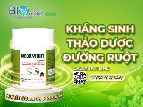 Mega white khang sinh thao duoc duong ruot, dieu tri phan long tren tom