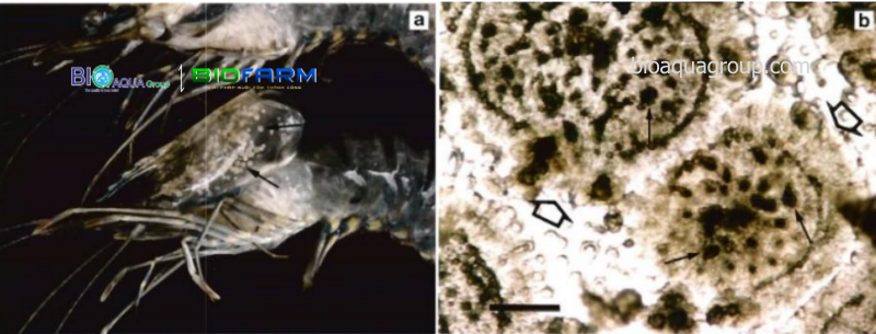 Hình ảnh: Tôm bệnh đốm trắng do virus WSSV (Wang et al., 2000). Soi mẫu tươi dưới kính hiển vi đốm trắng cho thấy có viền tròn bao quanh (mũi tên to, rỗng), chính giữa có nhiều đốm đen