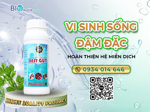 Best Gut -  Vi sinh song dam dac nong to duong ruot tom