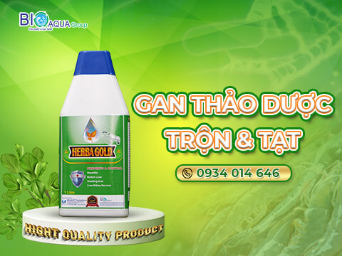 Herba Gold - Gan thao duoc tron va tat chuyen tri vang gan teo gan