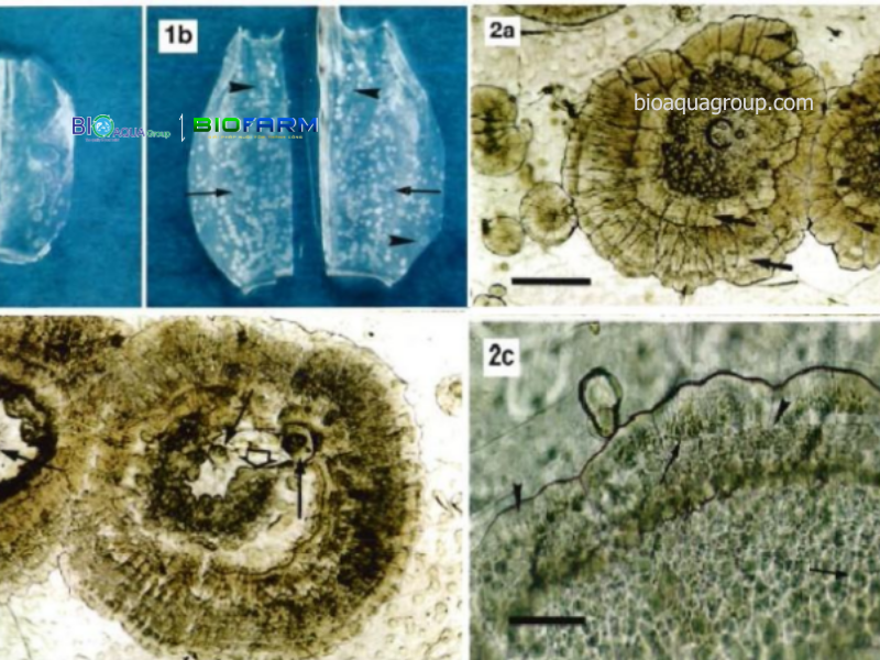 Hình ảnh: Tôm bệnh đốm trắng do vi khuẩn (Wang et al., 2000). Soi mẫu tươi dưới kính hiển vi đốm trắng có dạng lan tỏa hình địa y với viền kiểu gờ khía tròn ở giữa rỗng