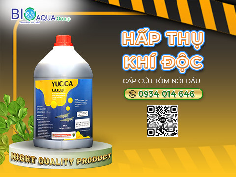 Yucca Gold Hap thu khi doc cap cuu tom noi dau