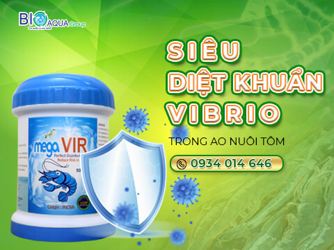 Mega Vir - Sieu diet khuan Vibrio trong ao nuoi tom