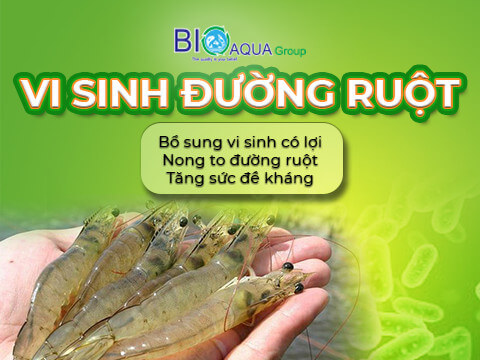 Mea Digest on dinh vi sinh duong ruot giup tom nhanh lon