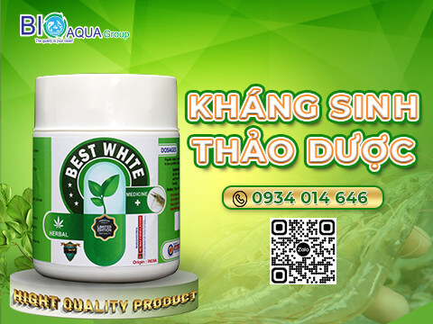 Best White - khang sinh thao duoc diet khuan phan trang phong tri cac benh duong ruot