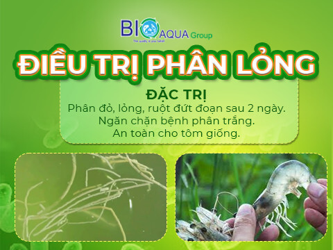 Mega white khang sinh thao duoc duong ruot, dieu tri phan long tren tom