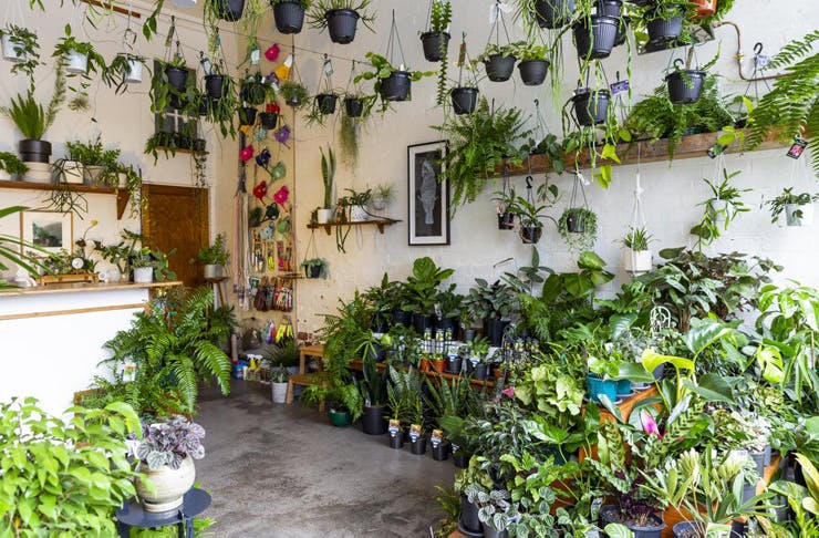 Cây Giả Trang Trí Shop, Cửa Hàng