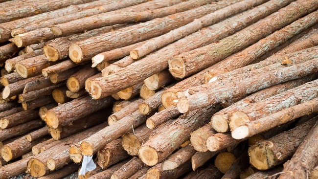 Quá trình sản xuất ván ép gỗ