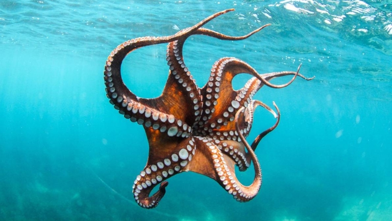 Bạch tuộc Nhật được đánh bắt từ các vùng biển sạch