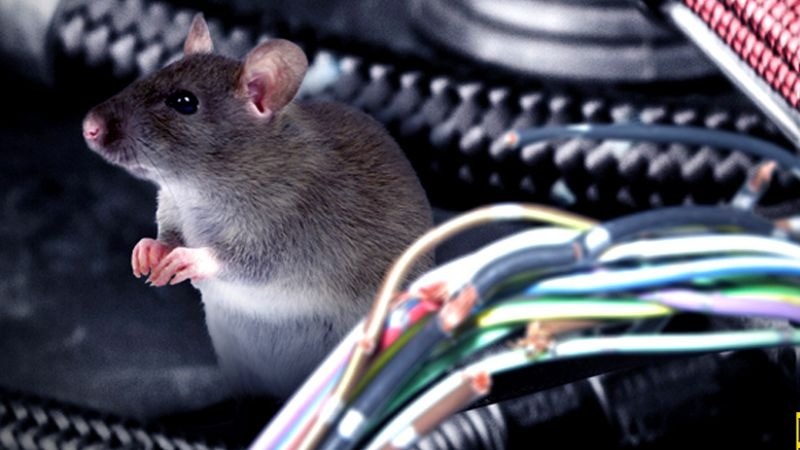 chuột gián côn trùng xâm nhập thùng loa