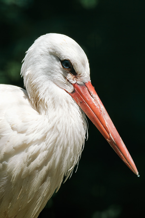 Chụp ảnh chim hoang dã