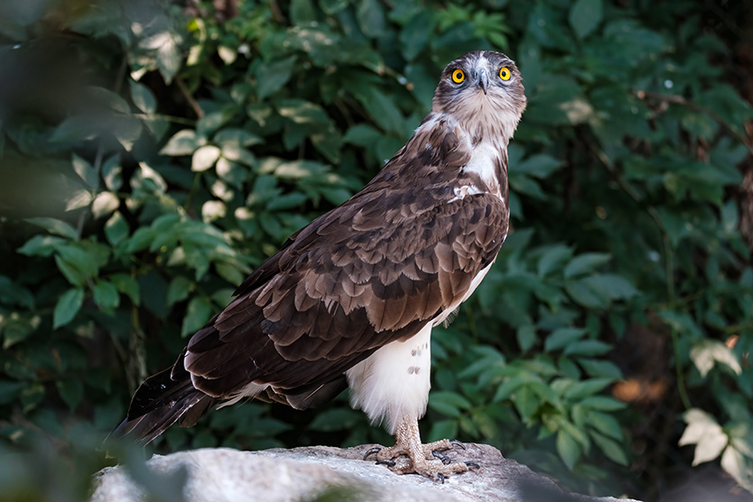 Chụp ảnh chim hoang dã