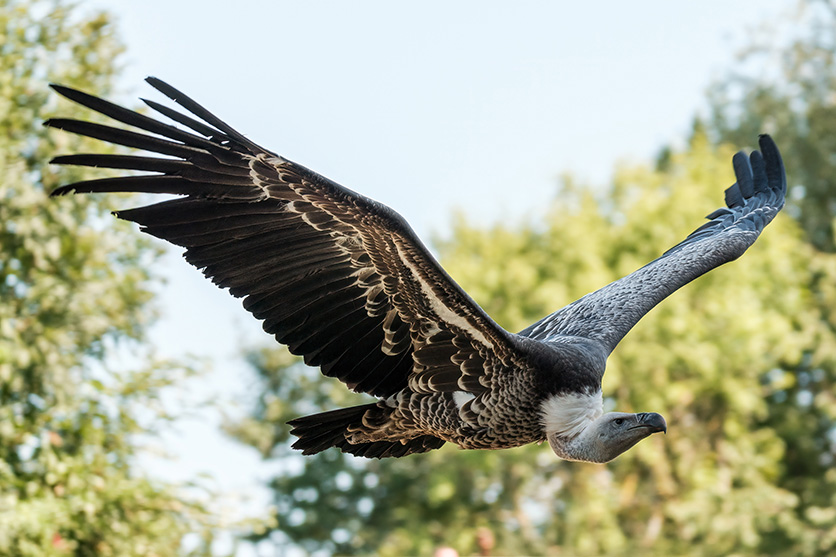 Chụp ảnh chim hoang dã