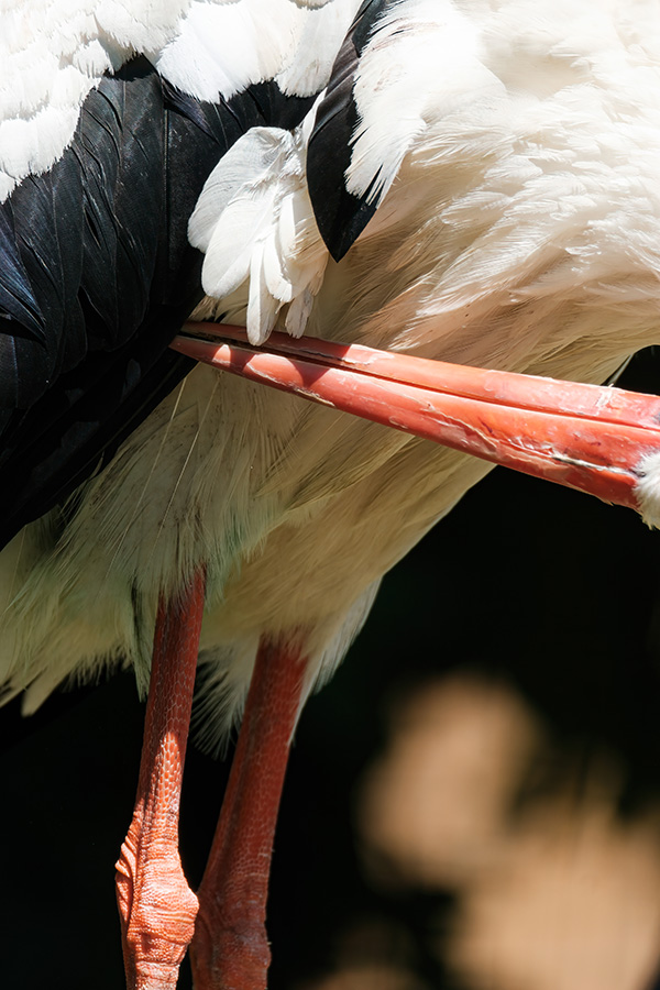 Chụp ảnh chim hoang dã