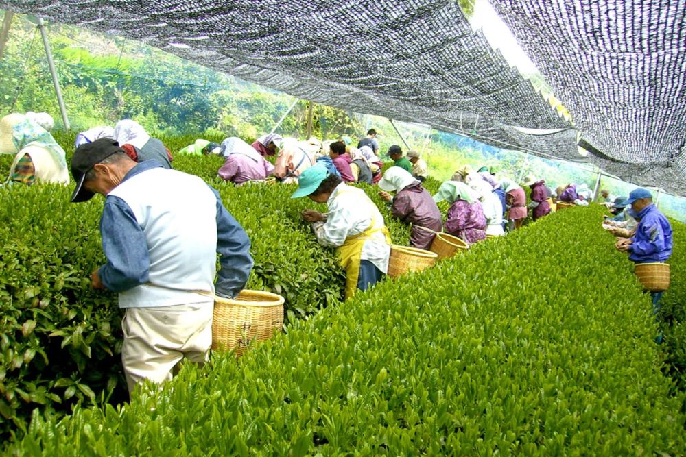 10 Trải nghiệm thú vị bạn nên thử khi du lịch Kyoto 8