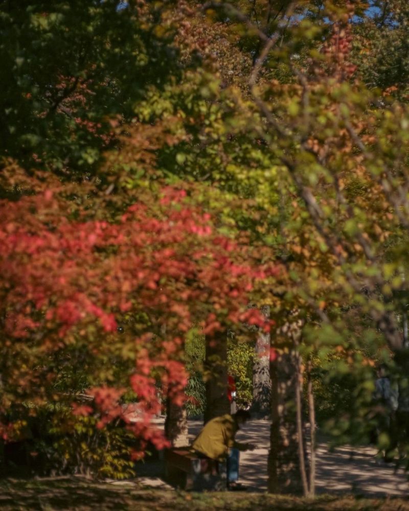 5 điểm ngắm lá vàng mùa thu gần trung tâm Seoul 11