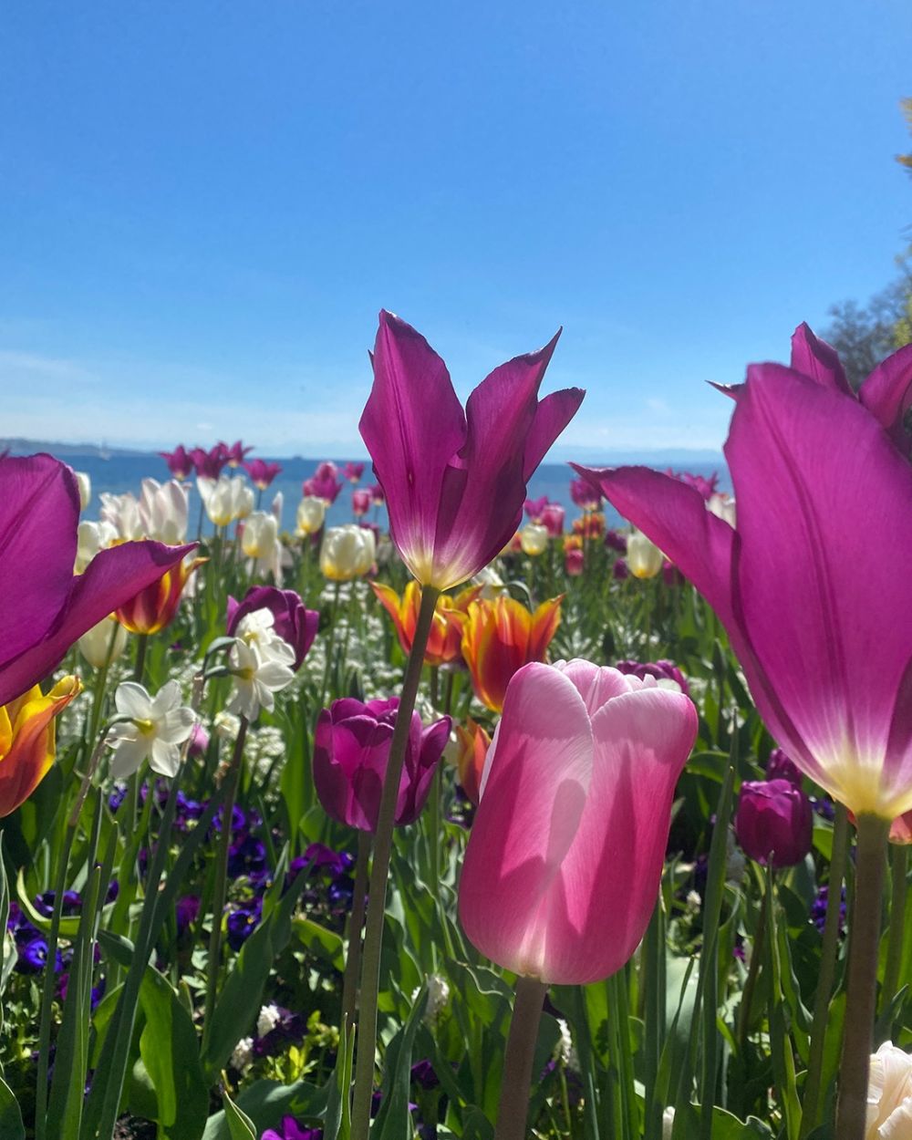 6 điểm ngắm hoa ít người biết ở châu Âu 5